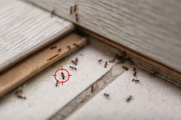 Best Pest Control Near Me in Bermuda Run, NC